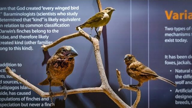 Darwin's Finches with Ken Ham
