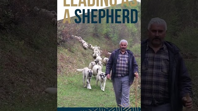 Leading as a Shepherd #shorts