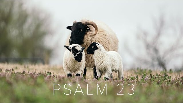 I AM: WEEK 4 | Psalm 23 Prayer