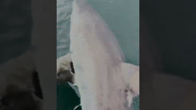 Catching A "3000lbs" Great White Shark #greatwhite #sharkfishing #shorts
