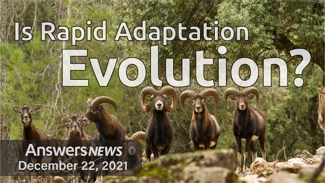 Is Rapid Adaptation Evolution? - Answers News: December 22, 2021