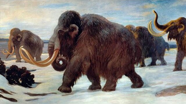 Was There a New Species of Mammoth Found in Siberia?