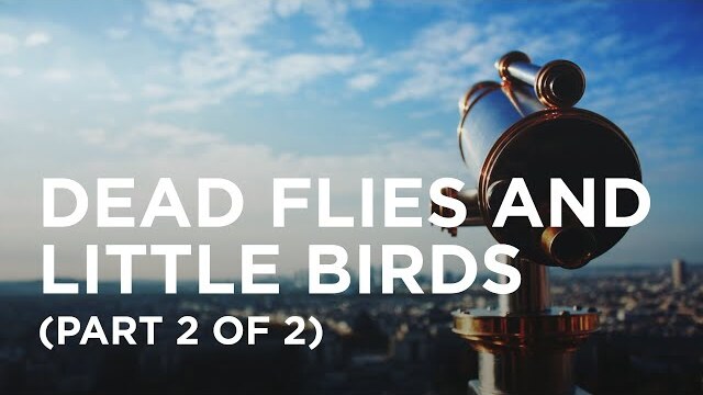 Dead Flies and Little Birds (Part 2 of 2)