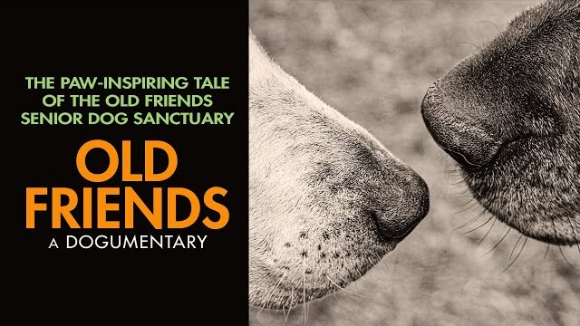 Old Friends: A Dogumentary | The Paw-Inspiring Tale of the Old Friends Senior Dog Sanctuary