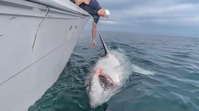 MASSIVE 3000lb Great White Shark Caught on Rod & Reel: Battle to the Boat