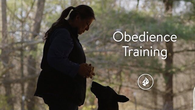 Obedience Training - Tina's Story
