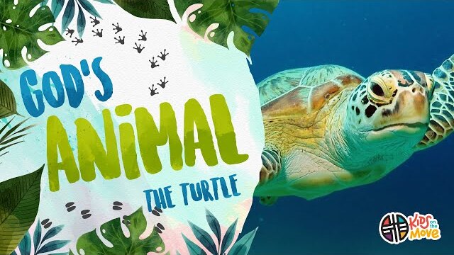 GOD'S ANIMAL - THE SEA TURTLE | Kids on the Move