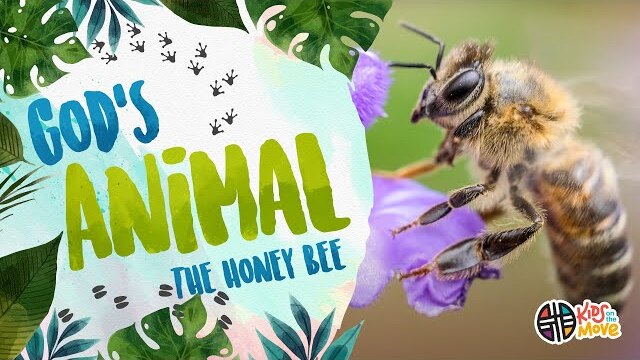 GOD'S ANIMAL - THE HONEY BEE | Kids on the Move