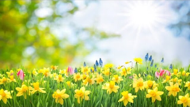 Beautiful Instrumental Hymns for Spring